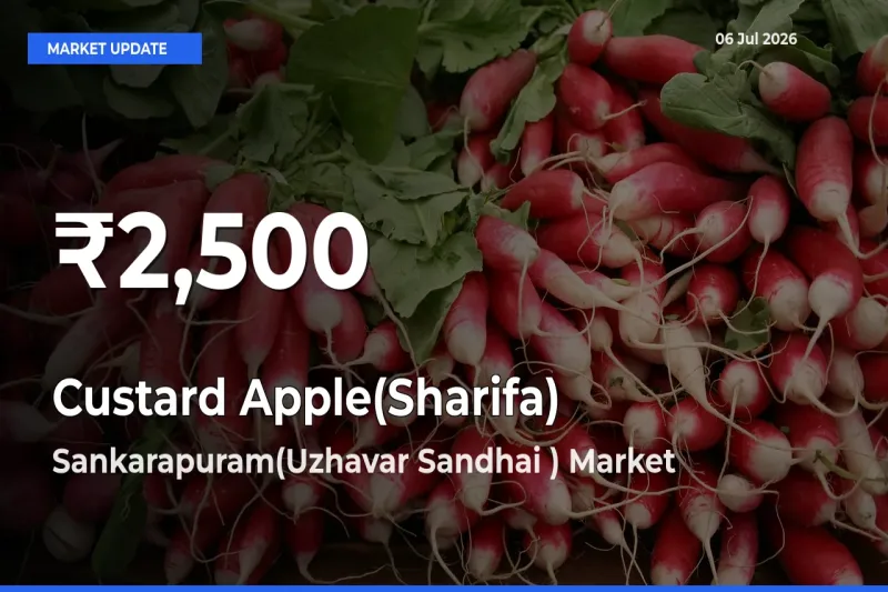Custard Apple(Sharifa) Hits 30-Day Low in Sankarapuram(Uzhavar Sandhai )