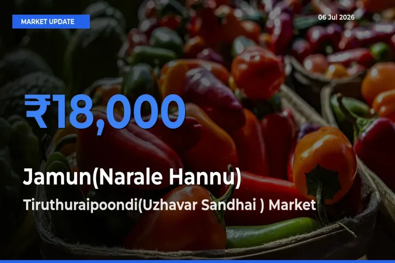 Top Performer! Tiruthuraipoondi(Uzhavar Sandhai ) Offers Best Jamun(Narale Hannu) Price Today