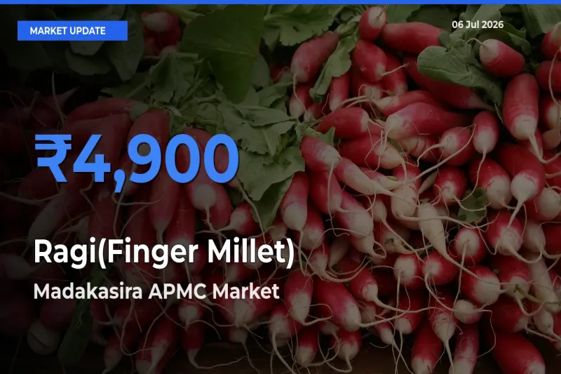 Madakasira APMC Tops Ragi(Finger Millet) Rates – July 06 Market Update