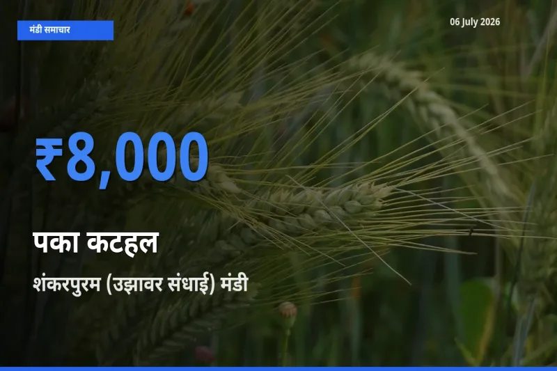 टॉप मंडी बना शंकरपुरम (उझावर संधाई)! पका कटहल के सबसे ऊँचे दाम यहीं दर्ज