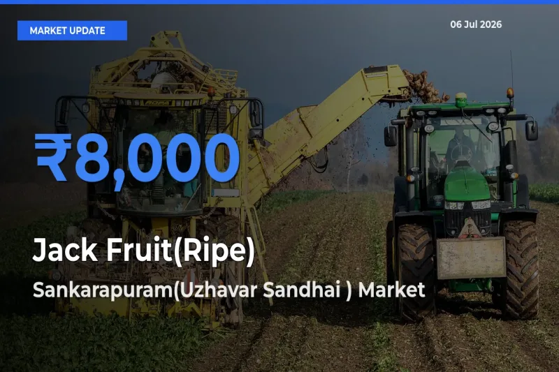 Top Performer! Sankarapuram(Uzhavar Sandhai ) Offers Best Jack Fruit(Ripe) Price Today