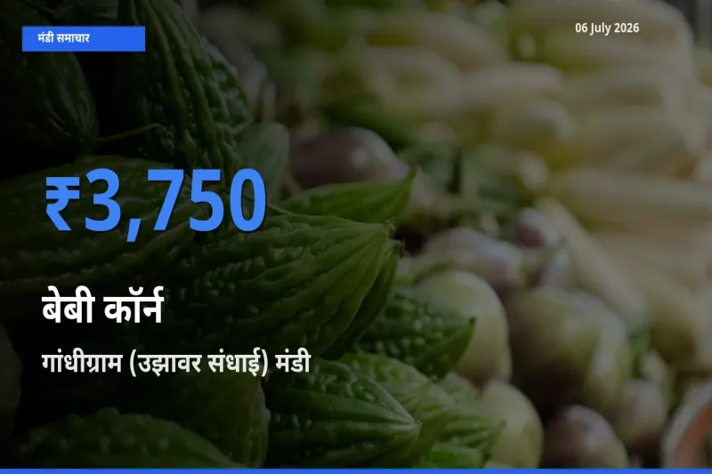 06 July अपडेट: बेबी कॉर्न के सबसे ऊँचे दाम गांधीग्राम (उझावर संधाई) मंडी में
