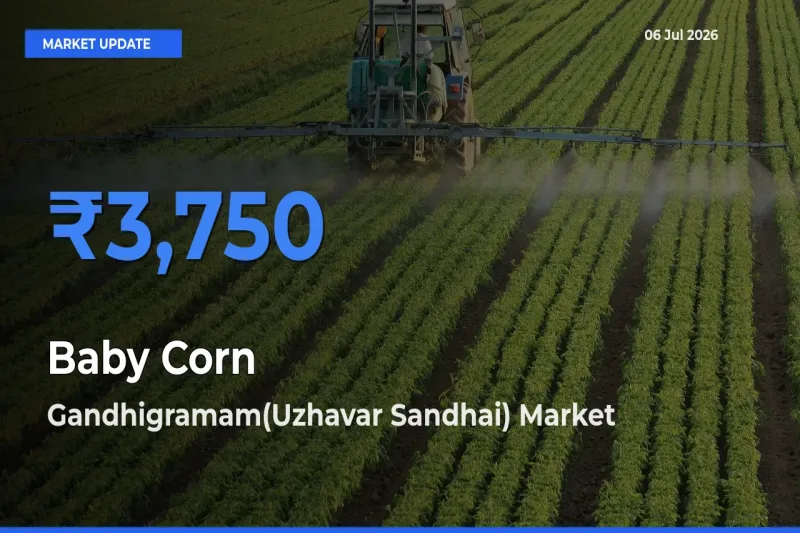 Baby Corn Mandi Rate Today: Gandhigramam(Uzhavar Sandhai) Tops the List