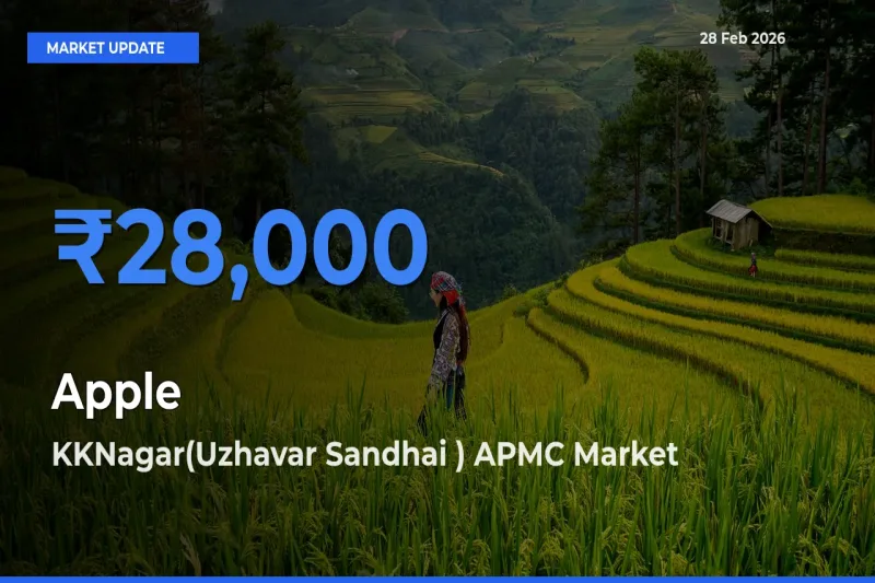 KKNagar(Uzhavar Sandhai ) APMC Leads as Top Mandi for Apple Prices