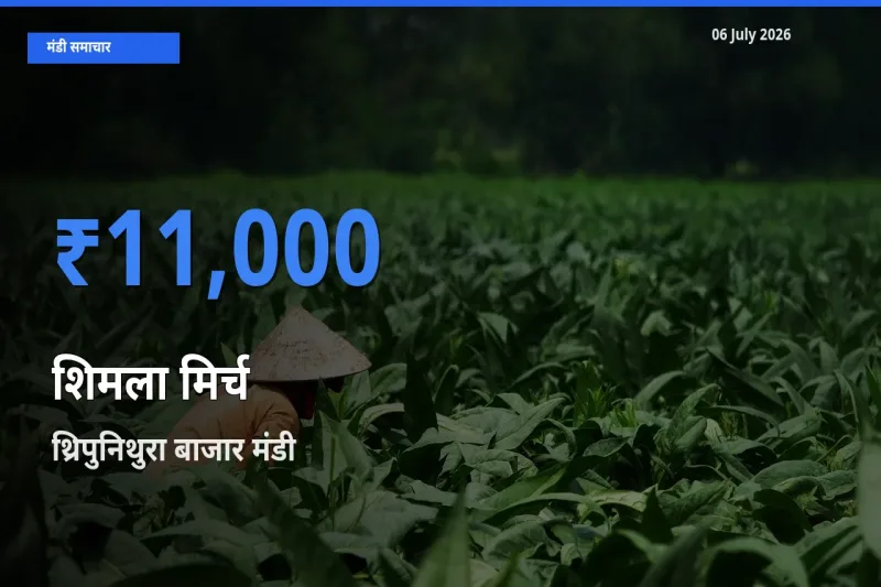 बाज़ार संकेत: थ्रिपुनिथुरा बाजार बना शिमला मिर्च के लिए आज की टॉप मंडी