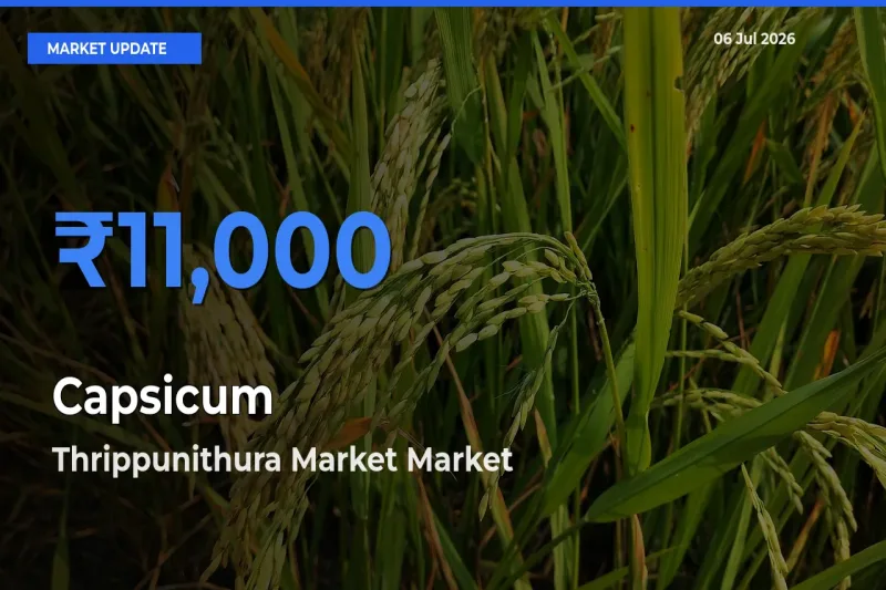 Thrippunithura Market Leads as Top Mandi for Capsicum Prices