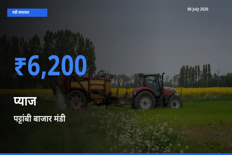 पट्टांबी बाजार मंडी में आज प्याज के सबसे ऊँचे दाम दर्ज