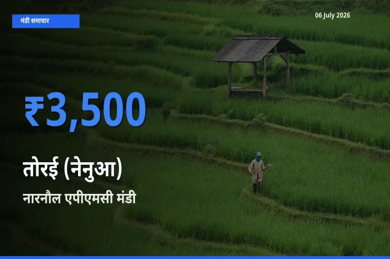 नारनौल एपीएमसी में तोरई (नेनुआ) का आज सबसे ऊँचा भाव