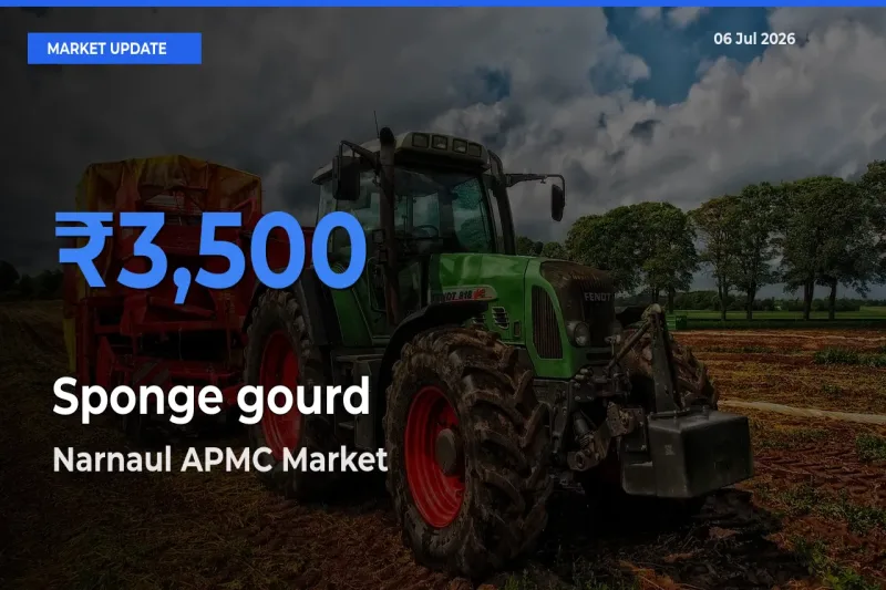 Sponge gourd Mandi Rate Today: Narnaul APMC Tops the List