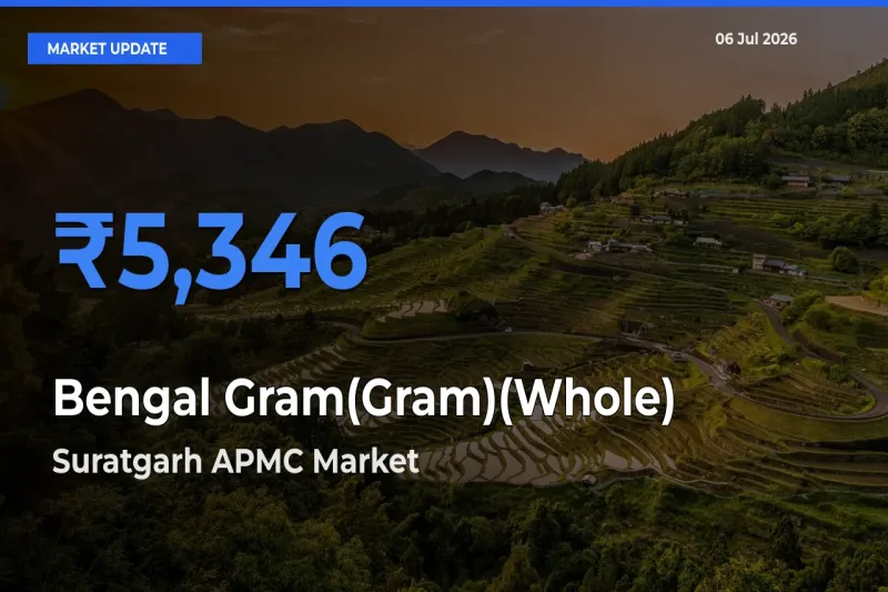 Market Watch: Suratgarh APMC Becomes Top Mandi for Bengal Gram(Gram)(Whole)