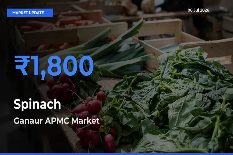Market Watch: Ganaur APMC Becomes Top Mandi for Spinach
