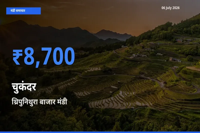 थ्रिपुनिथुरा बाजार मंडी में आज चुकंदर के सबसे ऊँचे दाम दर्ज