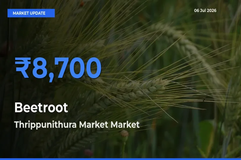 Thrippunithura Market Records Highest ₹8,700 Rate for Beetroot