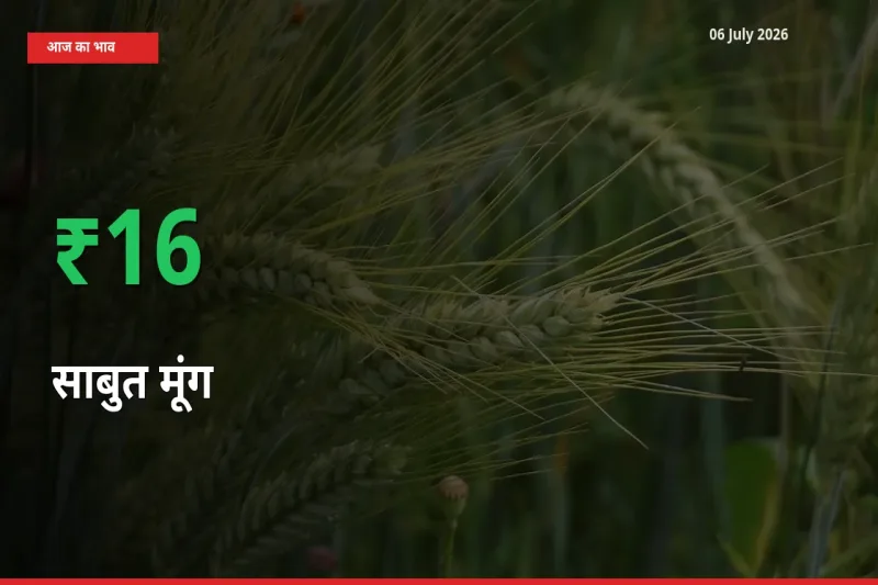स्थानीय मंडी में साबुत मूंग के दाम अचानक 15.72% उछले, किसान सतर्क