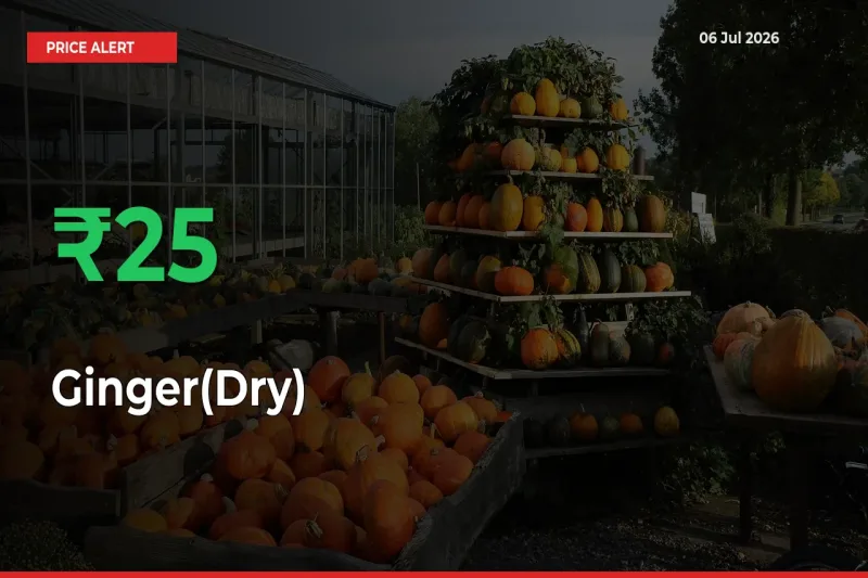 Farmers Cheer as Ginger(Dry) Prices Surge 25.27% in Local Mandis
