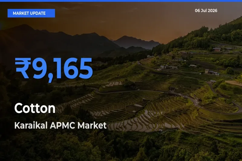 Karaikal APMC Tops Cotton Rates – July 06 Market Update