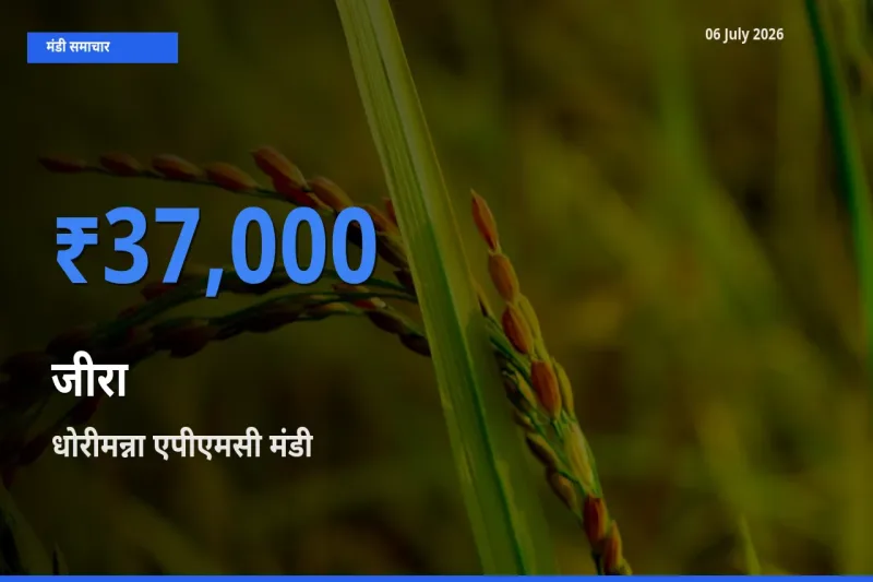 धोरीमन्ना एपीएमसी मंडी में जीरा ₹37,000 पर पहुँचा – आज का सर्वोच्च भाव