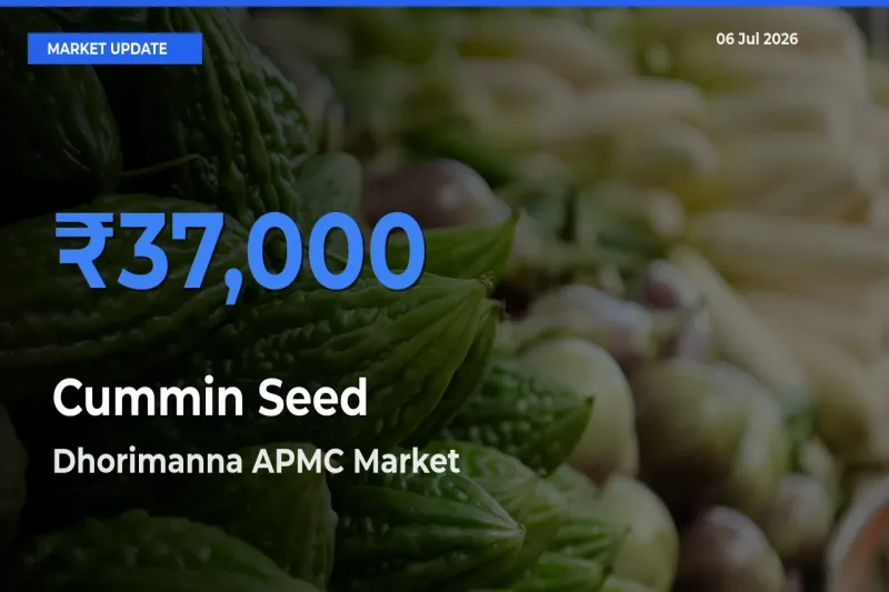 Dhorimanna APMC Emerges as Top Mandi for Cummin Seed Prices Today