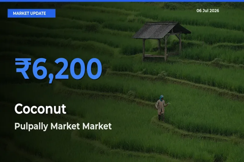 Pulpally Market Leads as Top Mandi for Coconut Prices