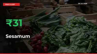 Farmers Cheer as Sesamum Prices Surge 31.24% in Local Mandis