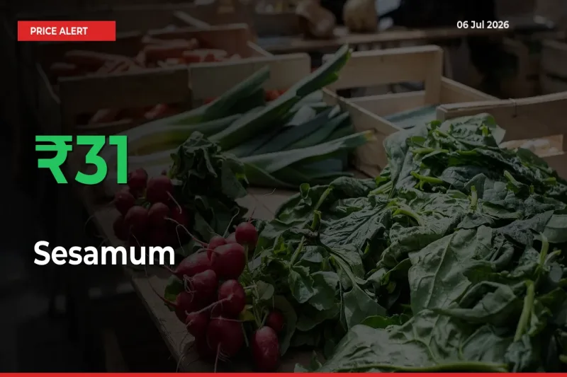 Farmers Cheer as Sesamum Prices Surge 31.24% in Local Mandis