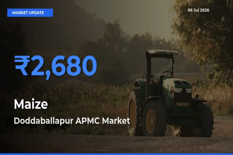 Doddaballapur APMC Emerges as Top Mandi for Maize Prices Today