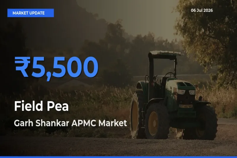 Top Performer! Garh Shankar APMC Offers Best Field Pea Price Today