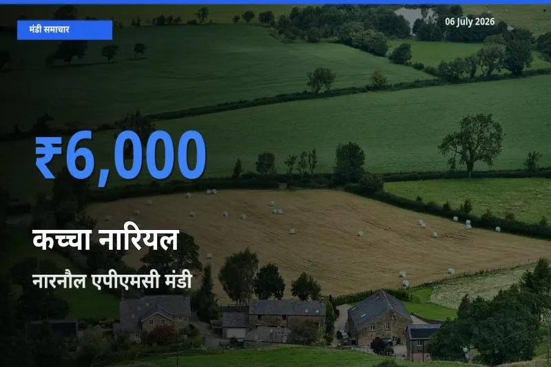 आज कच्चा नारियल के सबसे ऊँचे दाम ₹6,000 नारनौल एपीएमसी मंडी में