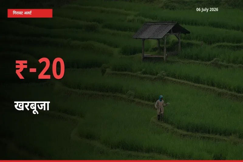 खरबूजा के दाम प्रमुख मंडी में 19.83% गिरे, 24 घंटे में बड़ा बदलाव