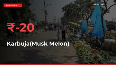 This Mandi Records 19.83% Fall in Karbuja(Musk Melon) Prices