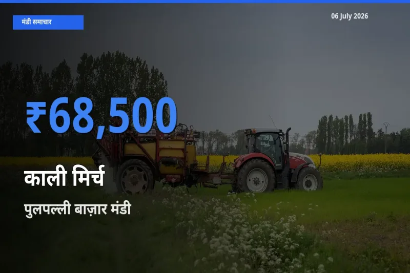 किसानों की पसंद बना पुलपल्ली बाज़ार, काली मिर्च के सबसे अच्छे दाम