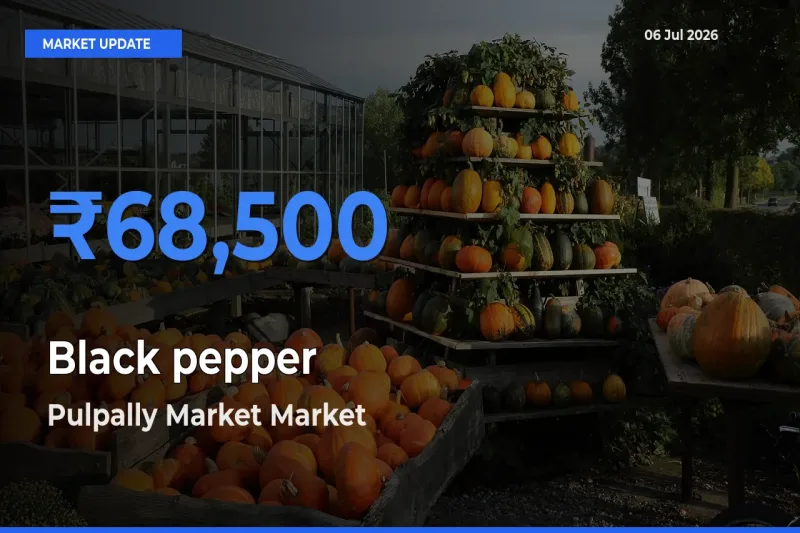 Pulpally Market Tops Black pepper Mandi Rates Today