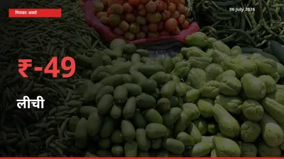 लीची 49.03% गिरा, मंडी