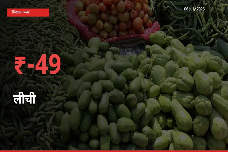 लीची 49.03% गिरा, मंडी