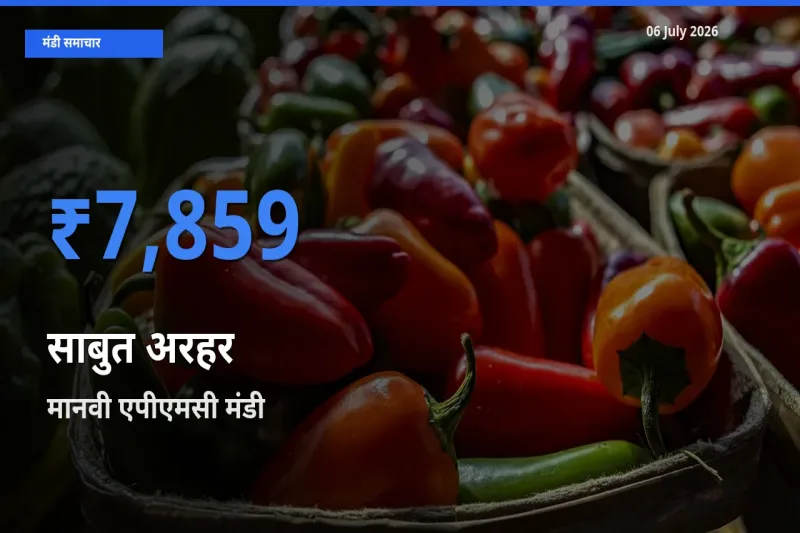 बाज़ार संकेत: मानवी एपीएमसी बना साबुत अरहर के लिए आज की टॉप मंडी