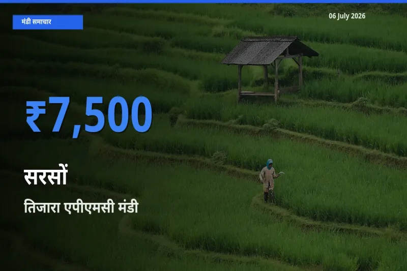 06 July अपडेट: सरसों के सबसे ऊँचे दाम तिजारा एपीएमसी मंडी में
