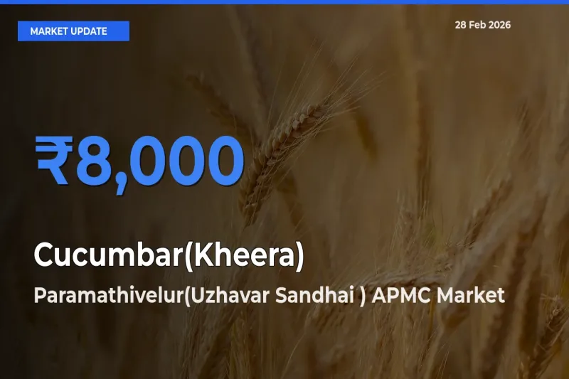 Paramathivelur(Uzhavar Sandhai ) APMC Tops Cucumbar(Kheera) Rates – February 28 Market Update