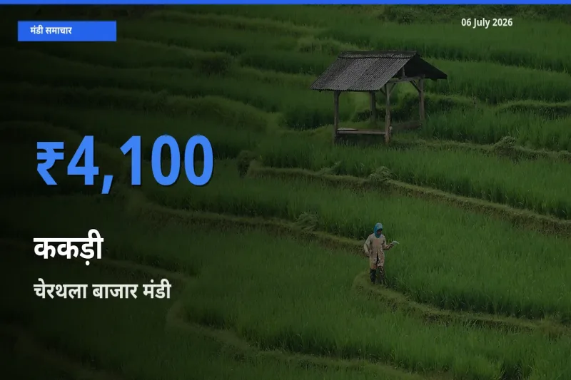 चेरथला बाजार में ककड़ी का आज सबसे ऊँचा भाव