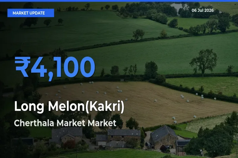Cherthala Market Tops Long Melon(Kakri) Rates – July 06 Market Update