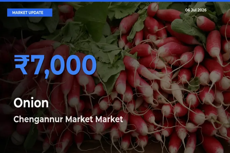 Chengannur Market Records Highest ₹7,000 Rate for Onion