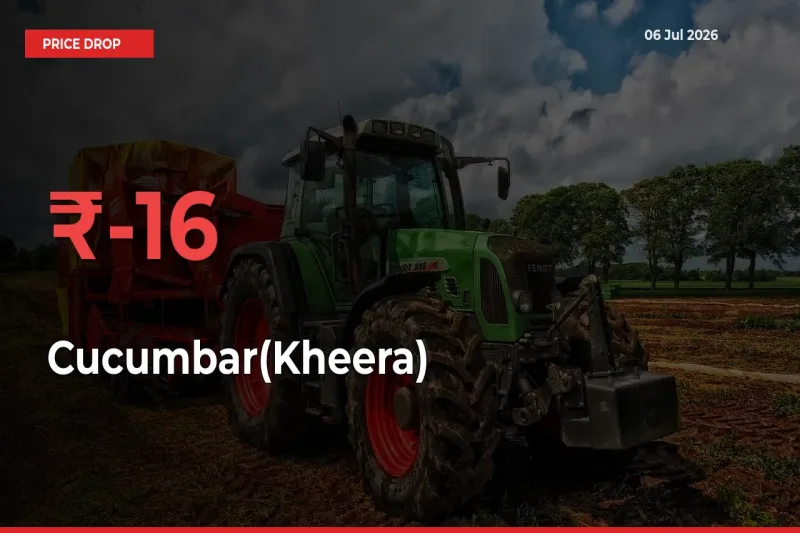 Farmers Alert as Cucumbar(Kheera) Prices Slide 15.88% in Local Mandis