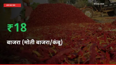 स्थानीय मंडी में बाजरा (मोती बाजरा/कंबू) के दाम अचानक 18.18% उछले, किसान सतर्क