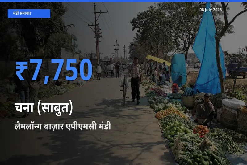 किसानों की पसंद बना लैमलॉन्ग बाज़ार एपीएमसी, चना (साबुत) के सबसे अच्छे दाम
