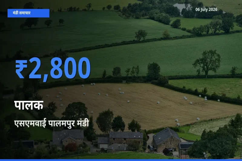आज पालक के सबसे ऊँचे दाम ₹2,800 एसएमवाई पालमपुर मंडी में