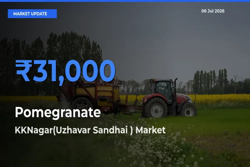 Top Performer! KKNagar(Uzhavar Sandhai ) Offers Best Pomegranate Price Today