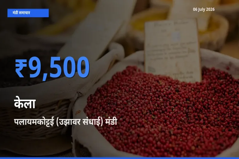 आज केला के सबसे ऊँचे दाम ₹9,500 पलायमकोट्टई (उझावर संधाई) मंडी में