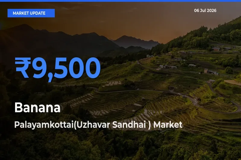 Top Performer! Palayamkottai(Uzhavar Sandhai ) Offers Best Banana Price Today