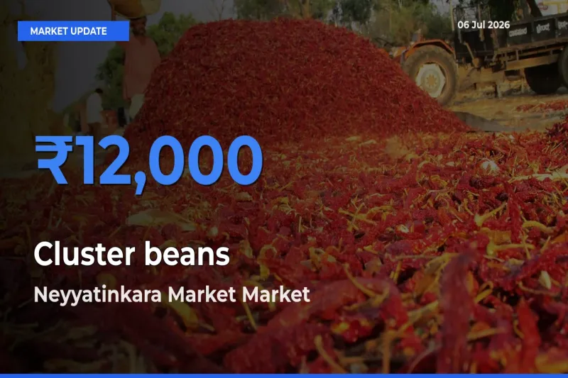 Neyyatinkara Market Emerges as Top Mandi for Cluster beans Prices Today