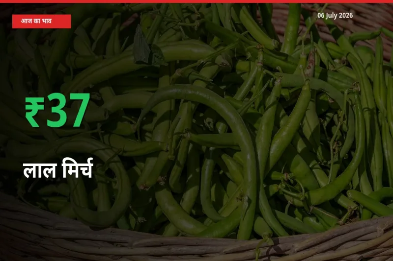 किसानों के लिए खुशखबरी! स्थानीय मंडी में लाल मिर्च 36.95% उछला
