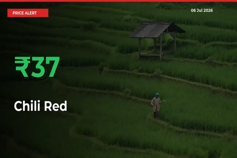Farmers Cheer as Chili Red Prices Surge 36.95% in Local Mandis